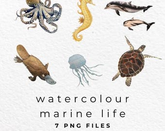 Watercolor Marine Life PNG, Marine Clipart, Watercolour Marine Clip Art, Sea Life Design, Digital Download