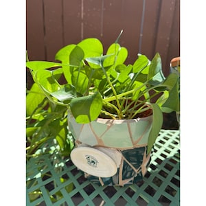 May include: A potted plant with vibrant green leaves. The plant is in a mosaic-style ceramic pot with shades of green and beige. A white, circular object with a logo is attached to the pot. The pot sits on a green metal surface.
