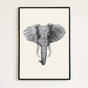 May include: A black and white pencil drawing of an elephant's head with large ears and tusks. The elephant is facing forward and the drawing is on a white background.