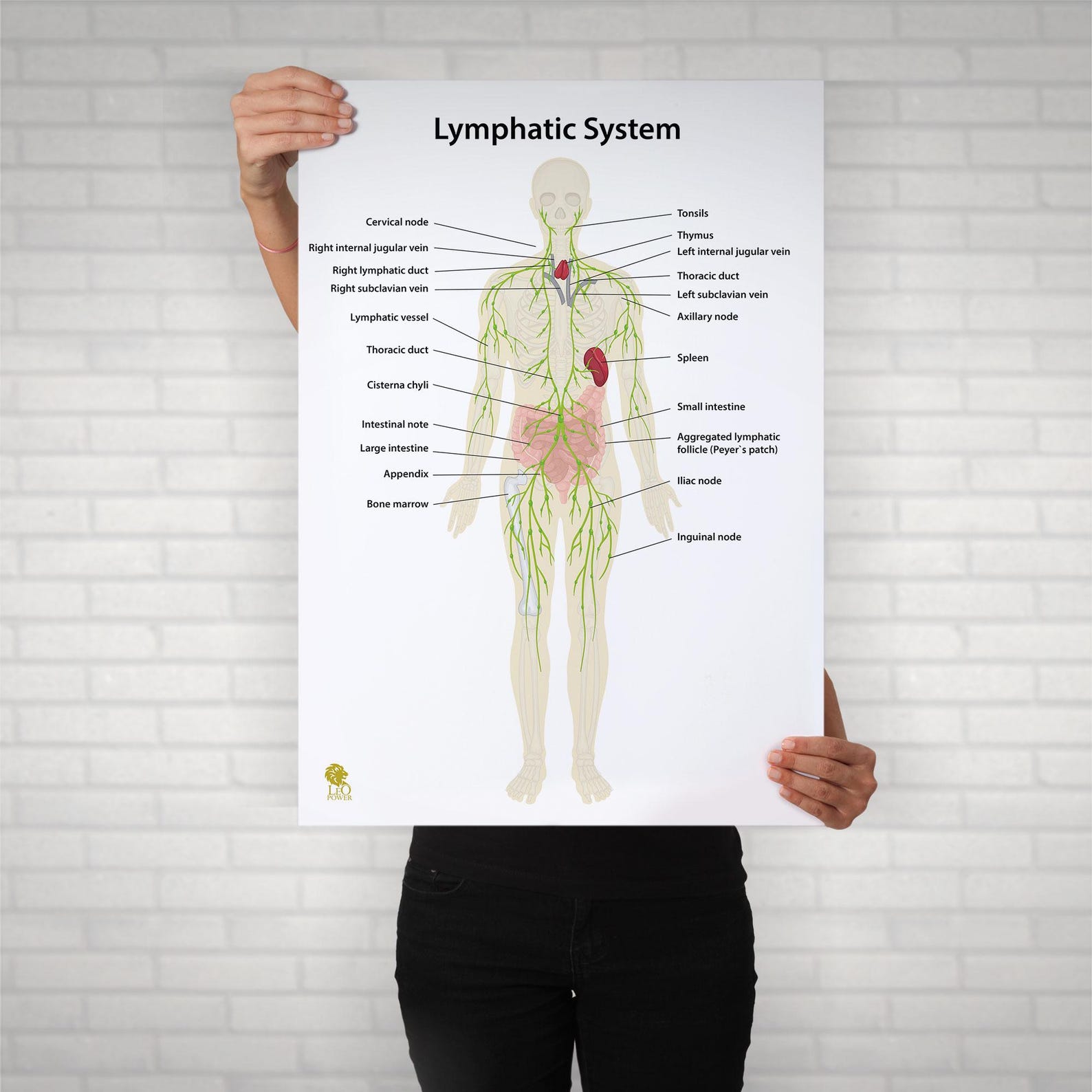 Human Lymphatic System Anatomy Poster – Educational Wellness Chart ...