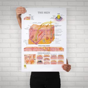 Anatomische Hautschichten Poster - Dermatologie Wand Kunst Kosmetikerin & Hautpflege Studio Dekor druckbare Lernkarte
