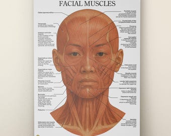 Asian Facial Anatomy Poster, Esthetician Face Muscle Chart (Digital Download)