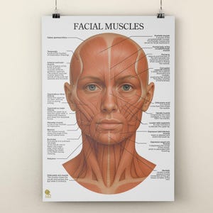 May include: Anatomy poster titled "FACIAL MUSCLES" featuring a detailed illustration of a human face. The poster highlights various facial muscles with labels and anatomical details. Ideal for educational or medical settings.