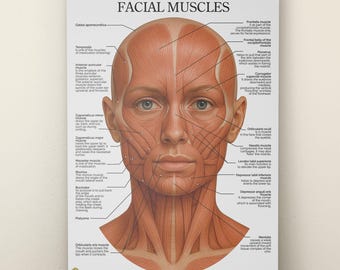 Facial Anatomy Poster, Scandinavian Minimalist Style (Digital Download)