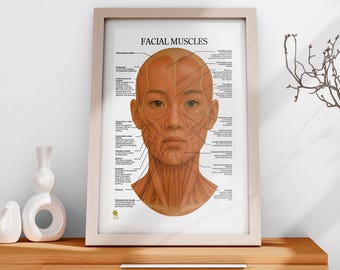 Japanese Facial Anatomy Poster, Asian Face Muscles Chart (Digital Download)