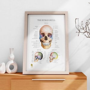 Human Skull Bones Anatomy Poster Digital Download Illustration Wall Art