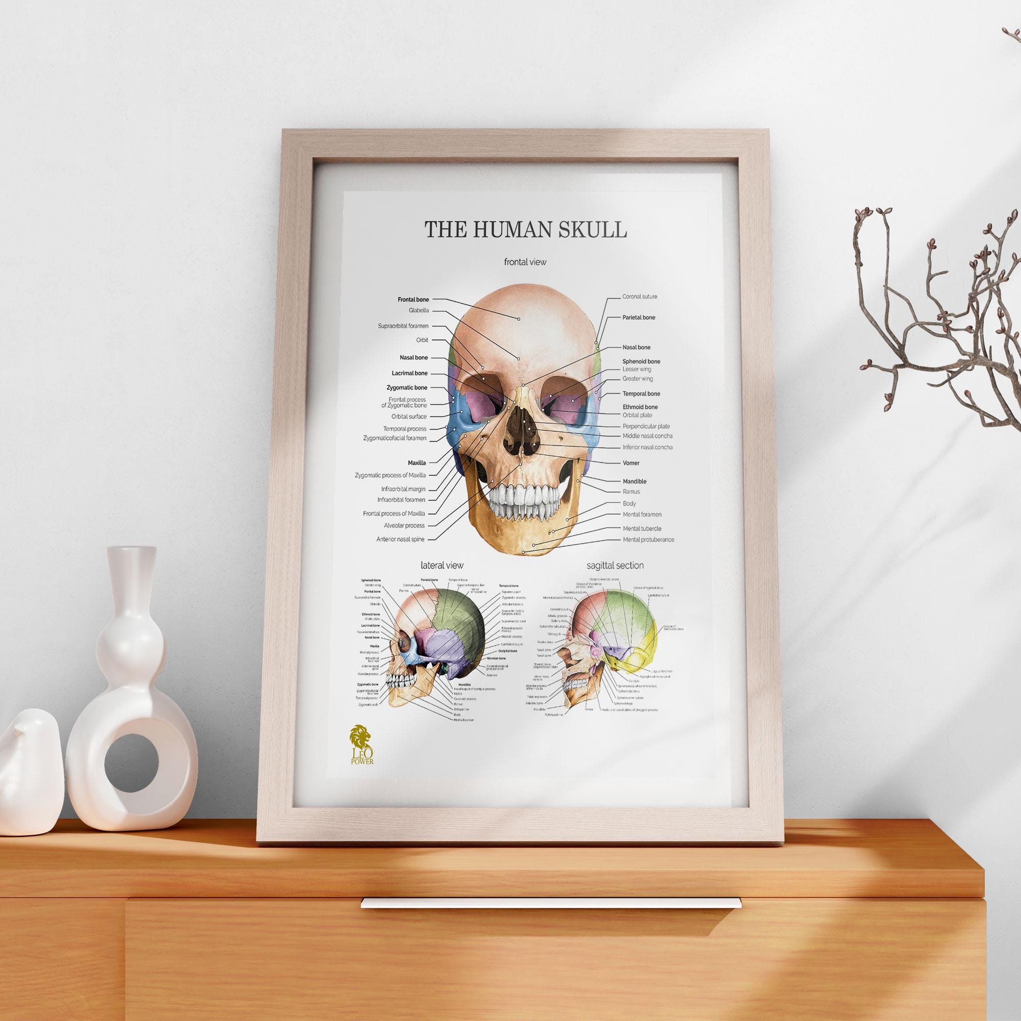 Skull Anatomy Chart Poster, Cranial Bones Illustration (digital ...
