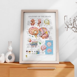 Op de afbeelding: Een kleurrijk anatomisch schema met de titel "Anatomie van de hersenen" met gedetailleerde illustraties van de hersenen, inclusief doorsneden en close-ups van verschillende delen. Het schema bevat ook diagrammen van zenuwcellen en de hersenvliezen.