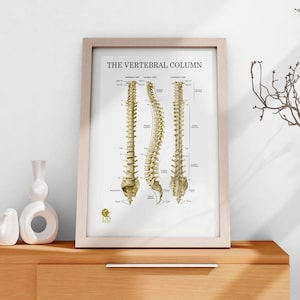 May include: A black and white anatomical illustration of the vertebral column, also known as the spine, showing the posterior, lateral, and anterior views. The image is labeled with the names of the vertebrae and the different sections of the spine. The title "THE VERTEBRAL COLUMN" is at the top of the image.