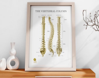 Póster de anatomía de la columna vertebral, diagrama de la columna vertebral, huesos de la columna vertebral humana, arte de pared imprimible médico