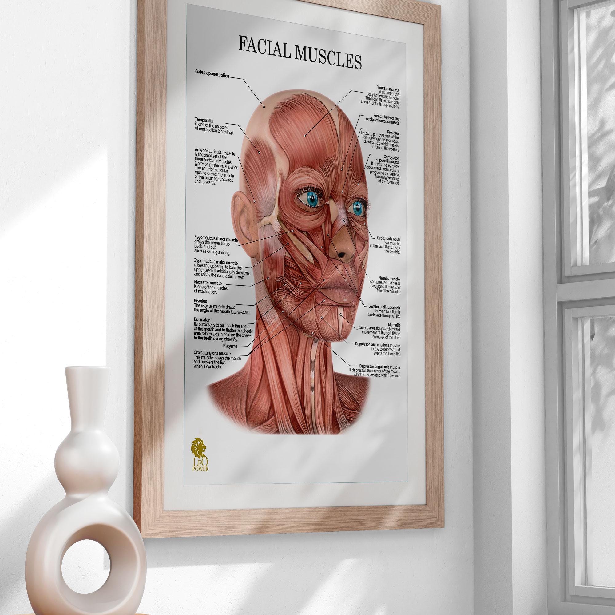 Anatomical Face Muscles Poster – Facial Anatomy Wall Art Massage & Face ...