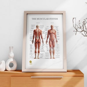 Póster de músculos anatómicos del cuerpo humano: diagrama completo de músculos para fisioterapia, pilates y masajes. Decoración imprimible y descarga digital.