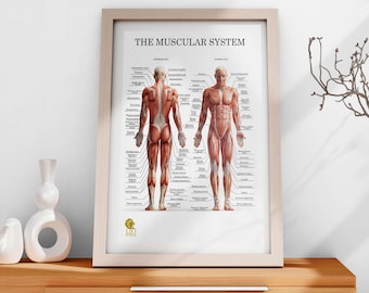 Anatomical Human Body Muscles Poster – Full Body Muscle Chart Physio, Pilates, Massage Studio Decor Printable Digital Download