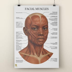 May include: Anatomy poster titled "FACIAL MUSCLES" showing a detailed illustration of the human face. The poster highlights various facial muscles with labels and diagrams, suitable for educational or medical use. The image is printed on a white poster.