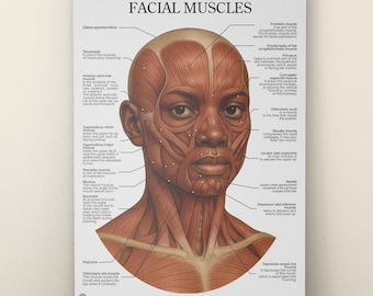 Facial Anatomy Poster: Esthetician Face Muscle Chart (Digital Download)