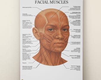 Middle Eastern Facial Anatomy Poster, Esthetician Skincare Guide (Digital Download)
