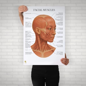 Może przedstawiać: Plakat zatytułowany "MIĘŚNIE TWARZY" przedstawia szczegółową ilustrację anatomiczną mięśni twarzy. Schemat przedstawia widok z boku ludzkiej głowy, z etykietami wskazującymi różne mięśnie i ich funkcje. Paleta kolorów to głównie odcienie brązu i beżu.