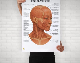 Asian Facial Anatomy Poster, Face Muscles Chart (Digital Download)
