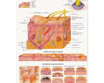 Anatomical Skin Layers Poster – Dermatology Print, Aesthetician Decor