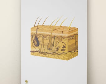 Skin Anatomy Poster | Gold Dermatology Art (Digital Download)