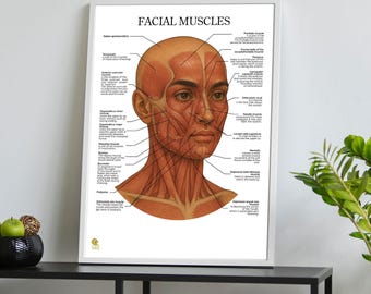Middle Eastern Facial Anatomy Poster, Esthetician Skincare Guide (Digital Download)