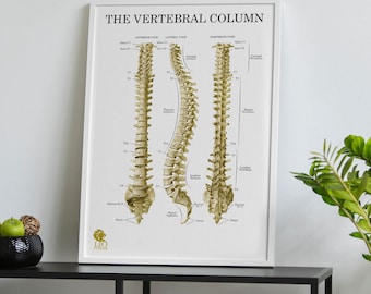 Human Spine Anatomy Poster Vertebral Column Bones Chart Educational Illustration