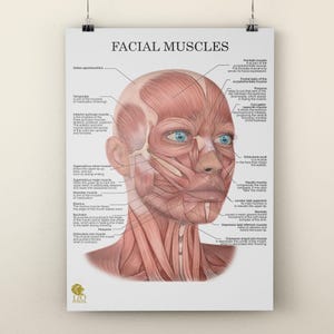 Puede incluir: Una ilustración anatómica detallada de los músculos faciales. La imagen muestra los músculos de la cara, incluidos los músculos temporal, cigomático, masetero, buccinador, orbicular de la boca y platisma. La imagen está etiquetada con los nombres de cada músculo.