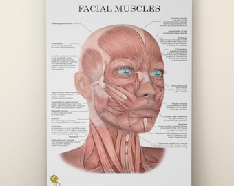 Anatomical Face Muscles Poster – Facial Anatomy Wall Art Massage & Face Yoga Printable Chart