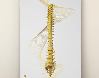 Gold Spine Anatomy Poster, Vertebral Column Art (Digital Download)