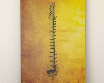 Gold Spine Anatomy Poster, Vertebral Column Art (Digital Download)