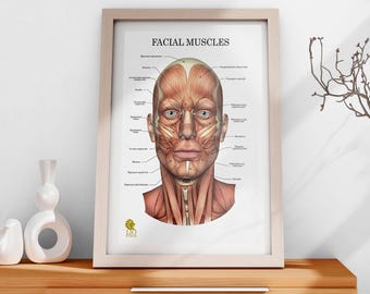 Facial Muscles Anatomy Poster, Aesthetic Medical Art (Digital Download)