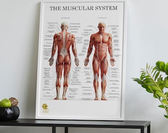 Muscle Anatomy Poster Human Muscular System Chart Pilates Physio Massage Therapy Printable Wall Art