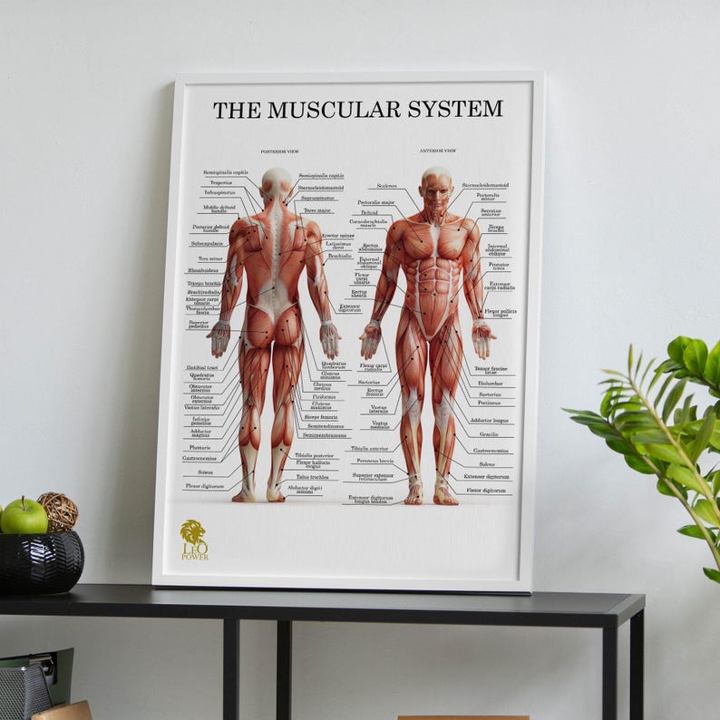 K&ouml;nnte beinhalten: Eine wei&szlig;e gerahmte anatomische Karte des Muskelsystems mit einer m&auml;nnlichen Figur in Vorder- und R&uuml;ckansicht. Die Karte ist mit den Namen der Muskeln in Englisch und Latein beschriftet. Die Karte tr&auml;gt den Titel "Das Muskelsystem".