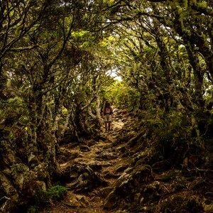 Sentiero della Terra di Mezzo, Arthur's Pass Aotearoa Stampa fotografica