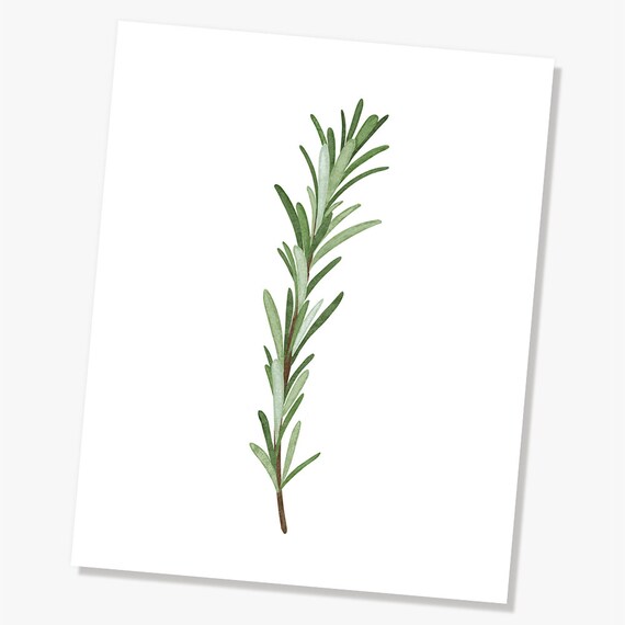 Download Free Rosemary Plant Print Herb Drawing Kitchen Wall Art Decor Etsy SVG Cut Files