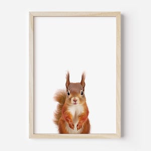 Squirrel Print, Squirrel Nursery Decor Wall Art, Squirrel Poster, Wolf Room Art, Woodland Squirrel Photo, Cute Squirrel Wall Art,