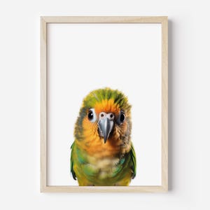 Impressão de papagaio, decoração de berçário de papagaio, pôster de papagaio, arte de quarto de papagaio, arte de parede de papagaio, arte de parede de pássaro exótico, pôster vibrante de papagaio