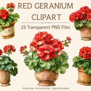 May include: Watercolor illustration of red geraniums in terracotta pots. The image includes multiple arrangements of the flowering plants, with vibrant red blooms and green foliage. Text reads "RED GERANIUM CLIPART" and "25 Transparent PNG Files."