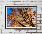 Autumn Colours in the Dandenongs in Melbourne, Victoria, Australia. Wall Art, Travel Landscape Poster