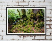 Rainforest Gallery Warburton in Melbourne, Victoria, Australia. Wall Art, Travel Landscape Poster