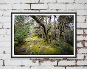 Ancient Myrtle Beech Forest on the Arm River Track near Cradle Mountain in Tasmania, Australia. Wall Art, Travel Landscape Poster