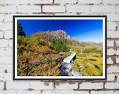Autumn Fagus at Cradle Mountain in Tasmania, Australia. Wall Art, Travel Landscape Poster