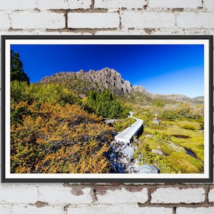 Herbst Fagus am Cradle Mountain in Tasmanien, Australien. Wandkunst, Reiselandschaft Poster