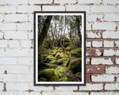 Ancient Myrtle Beech Forest on the Arm River Track near Cradle Mountain in Tasmania, Australia. Wall Art, Travel Landscape Poster