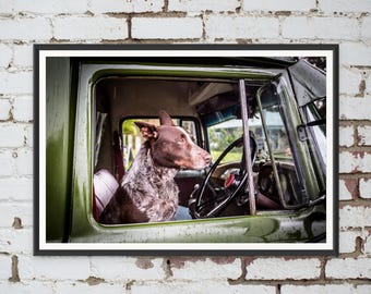 Australian Kelpie in a car in Queensland, Australia. Wall Art, Travel Landscape Poster