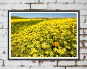 Fields of Wildflowers near Maldon, in Victoria, Australia. Wall Art, Travel Landscape Poster