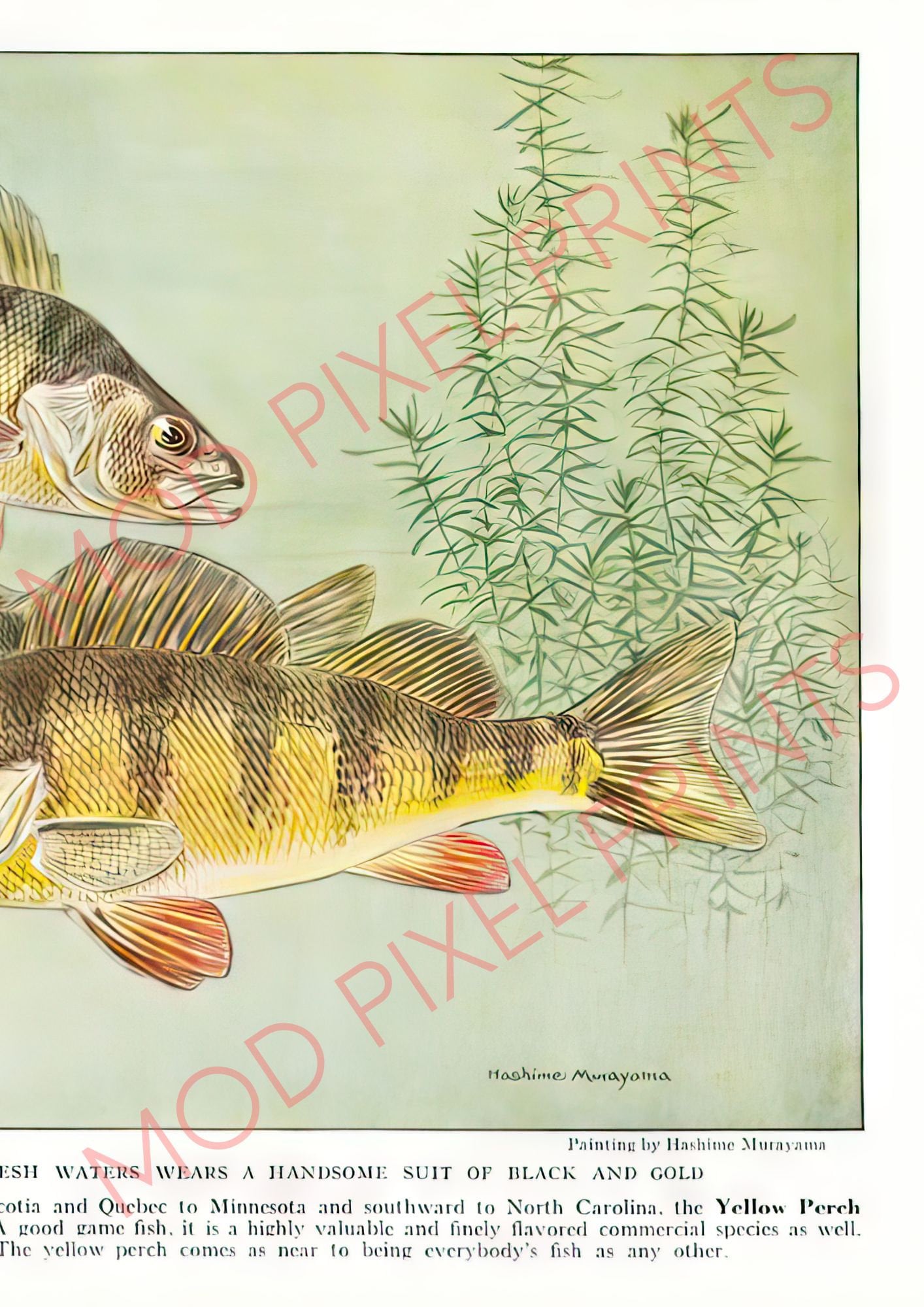 Yellow Perch Painting by Hashime Murayama, Encyclopedia Illustration ...