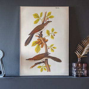 Cuckoo Bird Art Print | Antique Country Farmhouse Wall Decor | PRINTABLE Bird Digital Download | Vintage Bird Art