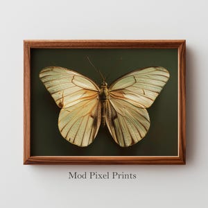 May include: A framed print featuring a butterfly with cream and brown wings against a dark green background. The butterfly is centered in the frame, showcasing its intricate wing patterns. The frame is made of wood, and the text "Mod Pixel Prints" is at the bottom.