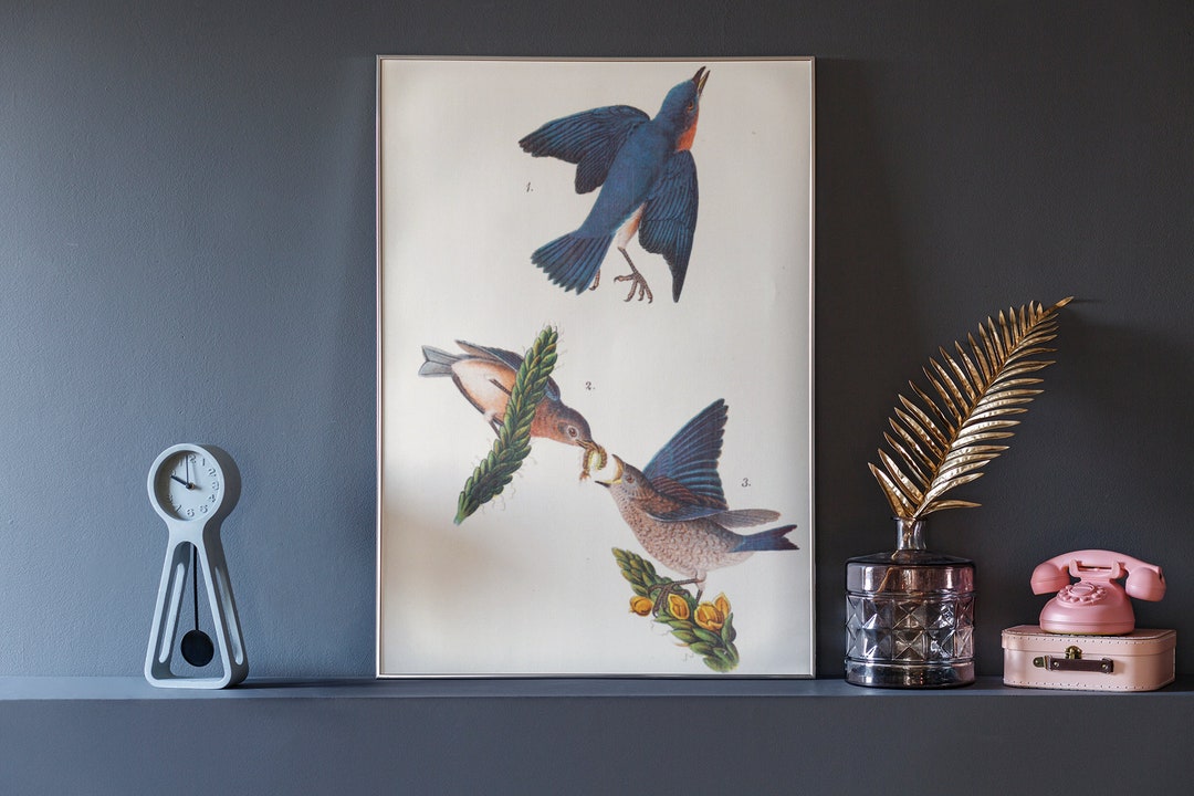 Vintage Blue Bird Print: Antique Farmhouse Wall Art (digital Download ...